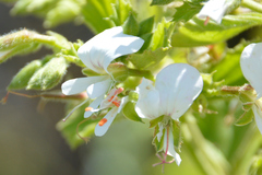 Pelargonium ribifolium