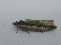 Ancylis apicella
