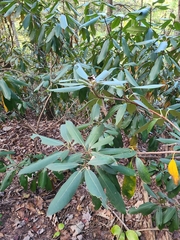 Rhododendron maximum