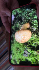Rhodotus palmatus