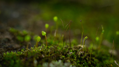 Ptychostomum capillare