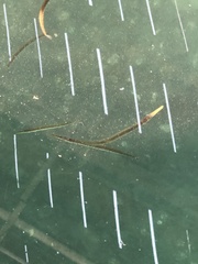 Aulorhynchus flavidus