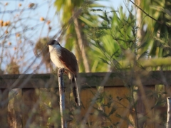 Centropus superciliosus burchellii