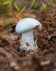 Amanita magnivelaris