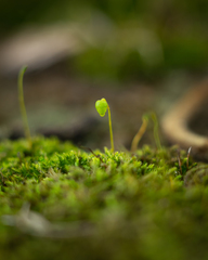 Ptychostomum capillare
