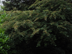 Cotoneaster salicifolius