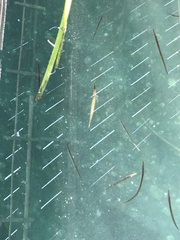 Aulorhynchus flavidus