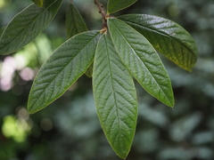 Cotoneaster salicifolius