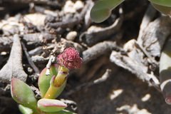 Crassula