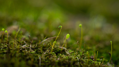 Ptychostomum capillare