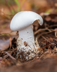 Amanita magnivelaris