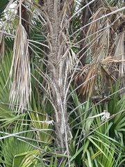 Acoelorraphe wrightii