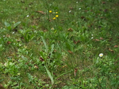 Cichorieae