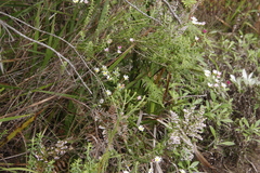 Polyarrhena reflexa reflexa