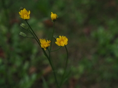 Cichorieae