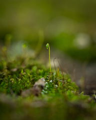 Ptychostomum capillare