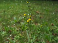 Cichorieae