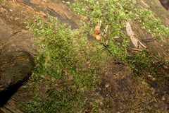 Rhynchostegium confertum