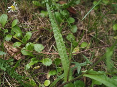 Cichorieae