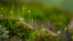Ptychostomum capillare