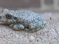 Hyla arenicolor