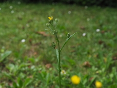 Cichorieae