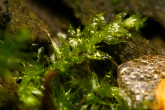 Rhynchostegium confertum