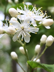 Symplocos paniculata