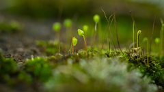 Ptychostomum capillare