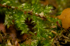 Rhynchostegium confertum