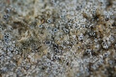 Myriolecis crenulata