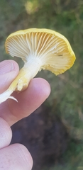 Hygrophorus chrysodon