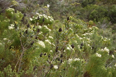 Laurophyllus capensis