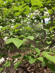 Symplocos paniculata