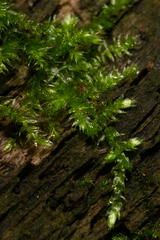 Rhynchostegium confertum