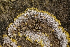 Variospora aurantia