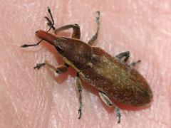 Lixus vilis