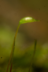 Rhynchostegium confertum