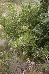 Olea capensis capensis