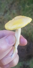 Hygrophorus chrysodon