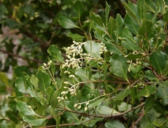 Olea capensis capensis