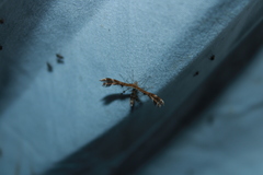 Dejongia lobidactylus