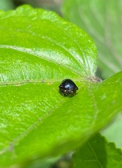 Tragopini