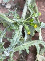 Senecio vulgaris