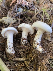 Clitocybe robusta