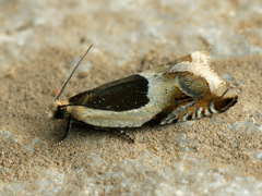 Ancylis badiana