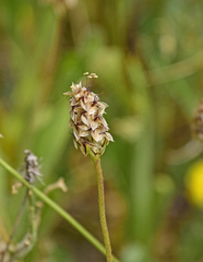 Plantago amplexicaulis