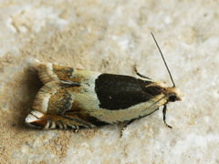 Ancylis badiana