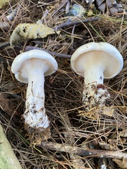 Clitocybe robusta