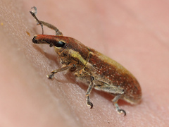 Lixus vilis